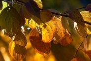 Licht und Schatten auf buntem Herbstlaub.